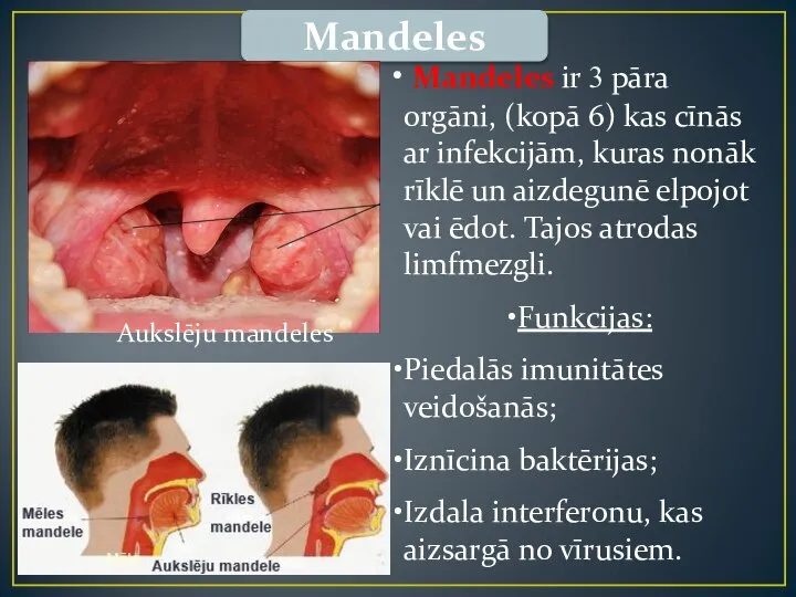 Mandeles Mandeles ir 3 pāra orgāni, (kopā 6) kas cīnās ar infekcijām,