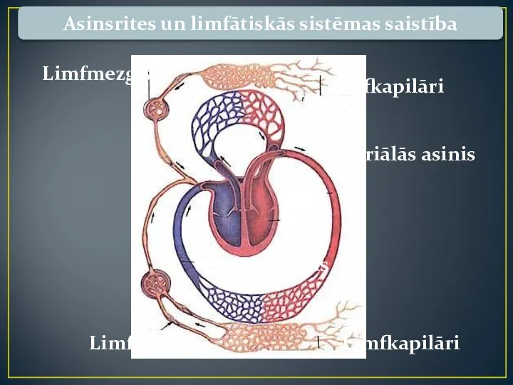 Asinsrites un limfātiskās sistēmas saistība Limfkapilāri Arteriālās asinis Sirds Limfkapilāri Venozās asinis Limfvads Limfmezgls