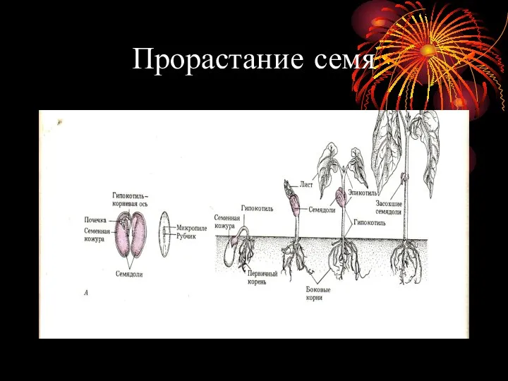 Прорастание семя