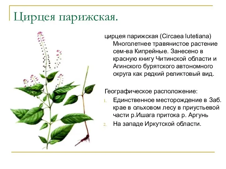 Цирцея парижская. цирцея парижская (Circaea lutetiana) Многолетнее травянистое растение сем-ва Кипрейные. Занесено