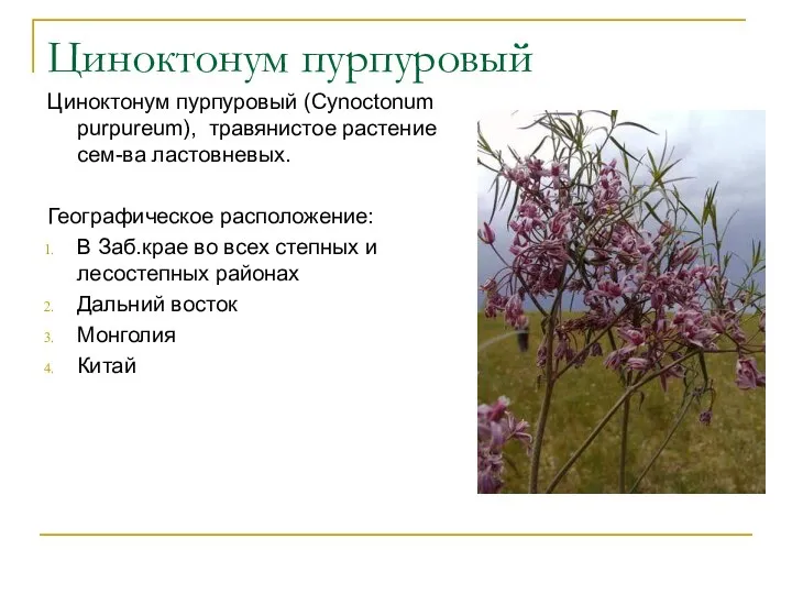 Циноктонум пурпуровый Циноктонум пурпуровый (Cynoctonum purpureum), травянистое растение сем-ва ластовневых. Географическое расположение: