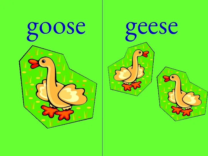 goose geese