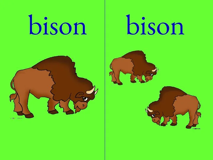 bison bison