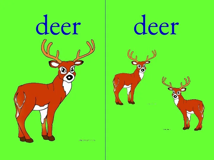 deer deer