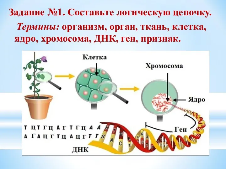 Задание №1. Составьте логическую цепочку. Термины: организм, орган, ткань, клетка, ядро, хромосома, ДНК, ген, признак.