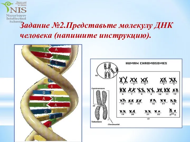 Задание №2.Представьте молекулу ДНК человека (напишите инструкцию).