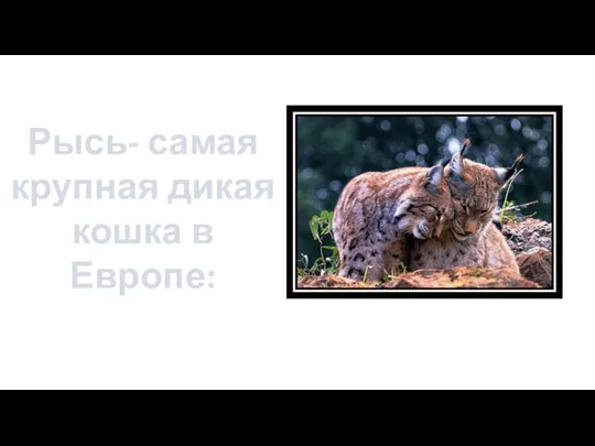 Рысь- самая крупная дикая кошка в Европе: