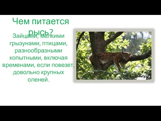 Чем питается рысь? Зайцами, мелкими грызунами, птицами, разнообразными копытными, включая временами, если повезет, довольно крупных оленей.