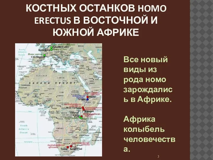 МЕСТА ОБНАРУЖЕНИЯ КОСТНЫХ ОСТАНКОВ HOMO ERECTUS В ВОСТОЧНОЙ И ЮЖНОЙ АФРИКЕ Все