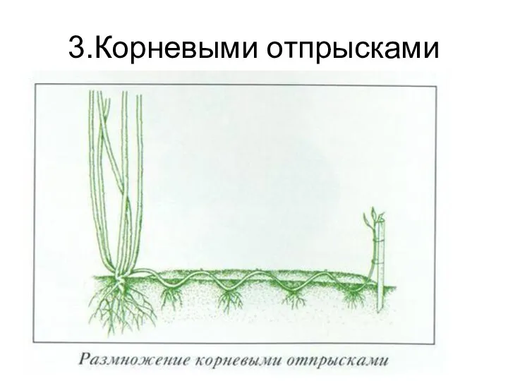 3.Корневыми отпрысками