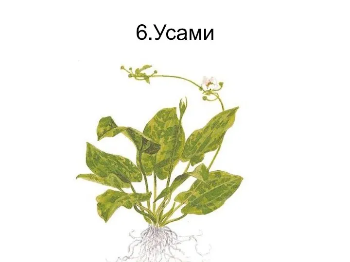 6.Усами