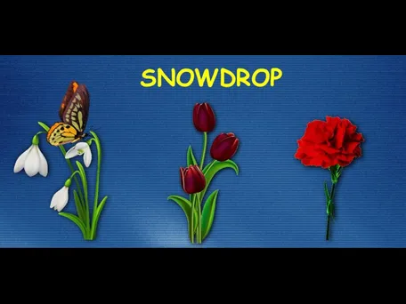 SNOWDROP