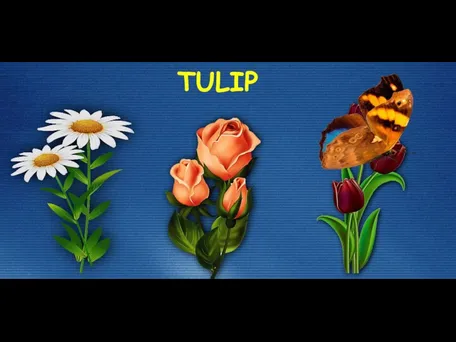 TULIP