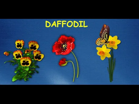 DAFFODIL