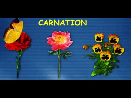 CARNATION