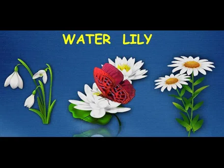 WATER LILY