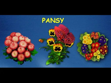 PANSY