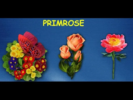 PRIMROSE