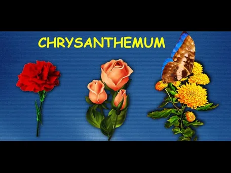 CHRYSANTHEMUM