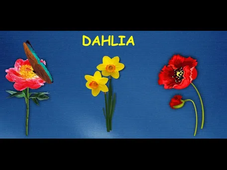 DAHLIA