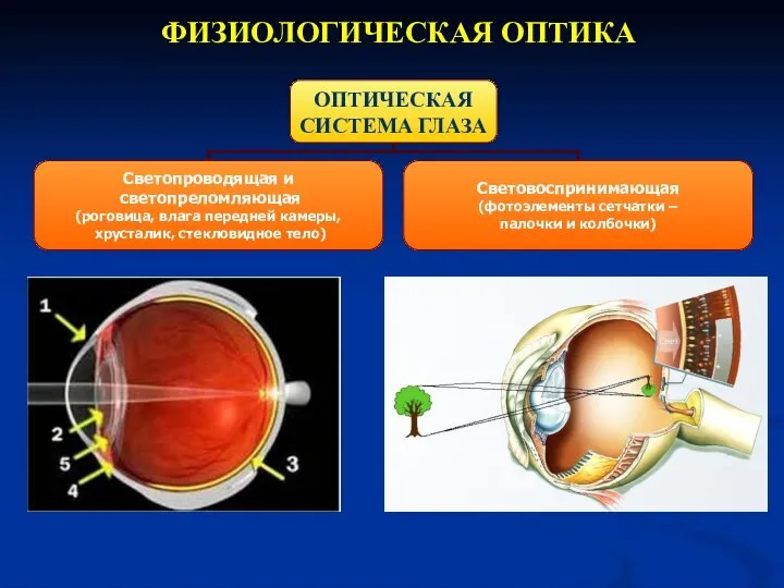 ФИЗИОЛОГИЧЕСКАЯ ОПТИКА