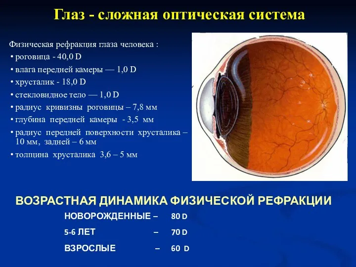 Физическая рефракция глаза человека : роговица - 40,0 D влага передней камеры