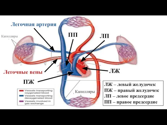 Легкое Капилляры Капилляры ЛЖ ЛП ПЖ ПП ЛЖ – левый желудочек ПЖ