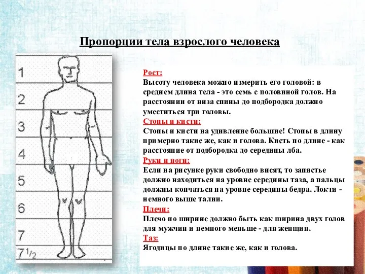 Пропорции тела взрослого человека Рост: Высоту человека можно измерить его головой: в