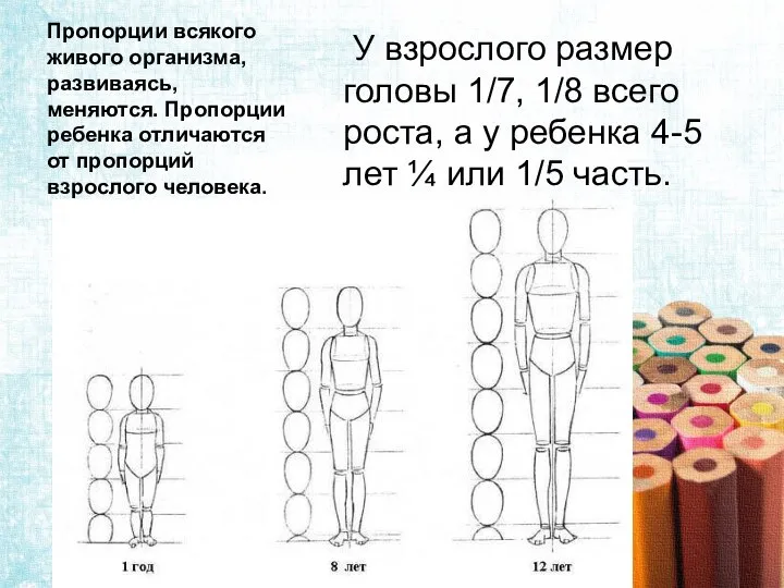 Пропорции всякого живого организма, развиваясь, меняются. Пропорции ребенка отличаются от пропорций взрослого