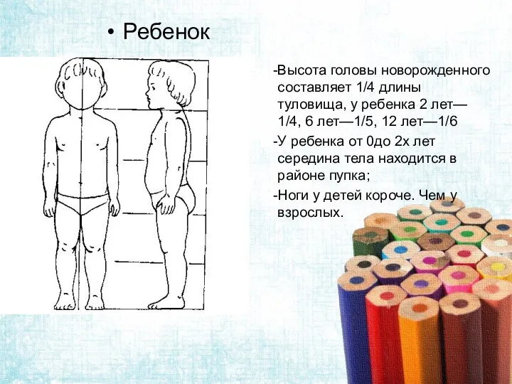 Ребенок Высота головы новорожденного составляет 1/4 длины туловища, у ребенка 2 лет—