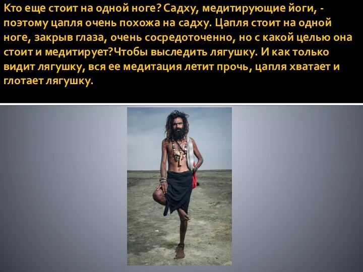 Кто еще стоит на одной ноге? Садху, медитирующие йоги, - поэтому цапля