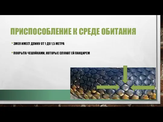 ПРИСПОСОБЛЕНИЕ К СРЕДЕ ОБИТАНИЯ ЗМЕЯ ИМЕЕТ ДЛИНУ ОТ 1 ДО 1,5 МЕТРА