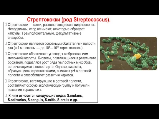 Стрептококки (род Streptococcus). Стрептококки — кокки, располагающиеся в виде цепочек. Неподвижны, спор