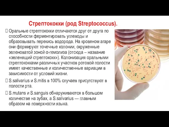 Стрептококки (род Streptococcus). Оральные стрептококки отличаются друг от друга по способности ферментировать