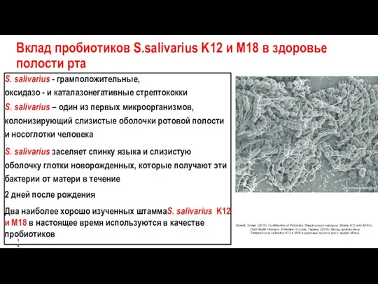 S. salivarius - грамположительные, оксидазо - и каталазонегативные стрептококки S. salivarius –