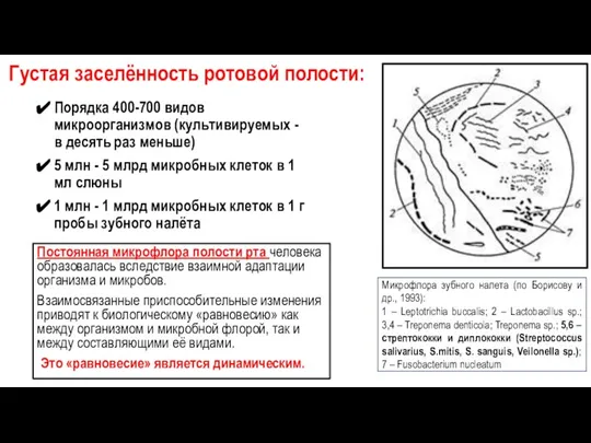 Густая заселённость ротовой полости: Порядка 400-700 видов микроорганизмов (культивируемых - в десять