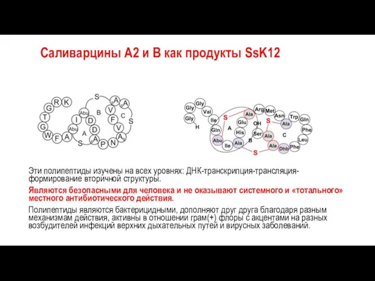 Саливарцины А2 и В как продукты SsK12 Эти полипептиды изучены на всех