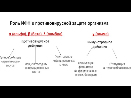 Роль ИФН в противовирусной защите организма α (альфа), β (бета), λ (лямбда)