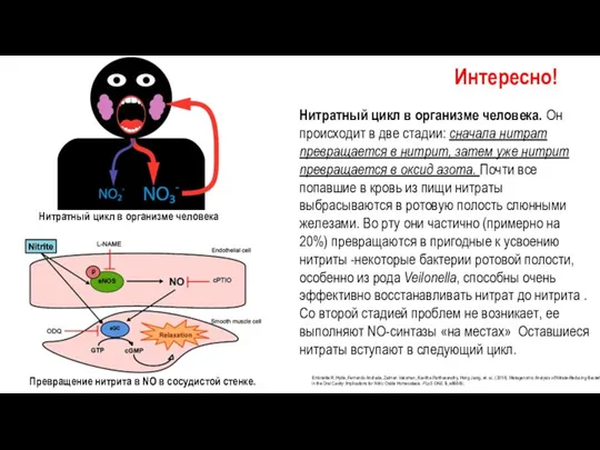 Нитратный цикл в организме человека. Он происходит в две стадии: сначала нитрат