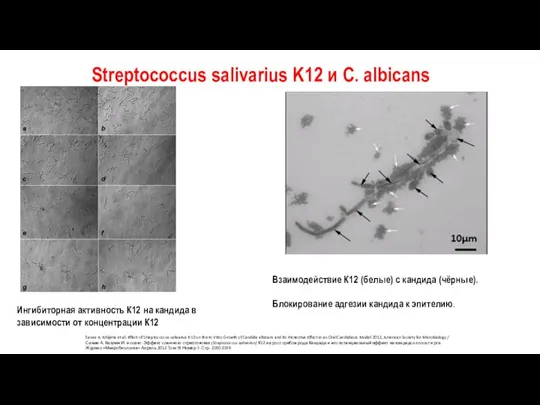 Streptococcus salivarius K12 и C. albicans Sanae A. Ishijima et al. Effect