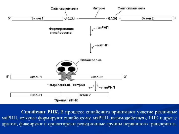 Сплайсинг РНК. В процессе сплайсинга принимают участие различные мяРНП, которые формируют сплайсосому.