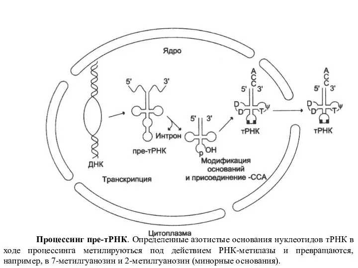 Процессинг пре-тРНК. Определенные азотистые основания нуклеотидов тРНК в ходе процессинга метилируються под