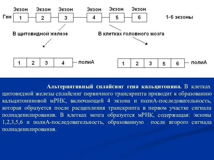 Альтернативный сплайсинг гена кальцитонина. В клетках щитовидной железы сплайсинг первичного транскрипта приводит