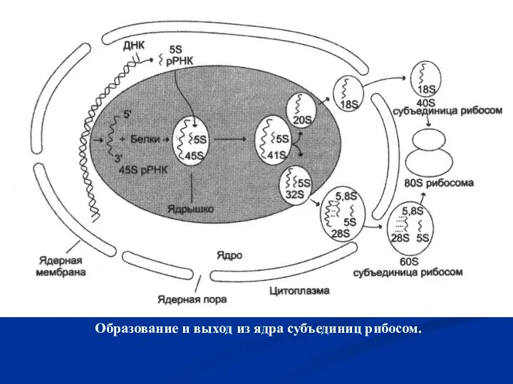 Образование и выход из ядра субъединиц рибосом.