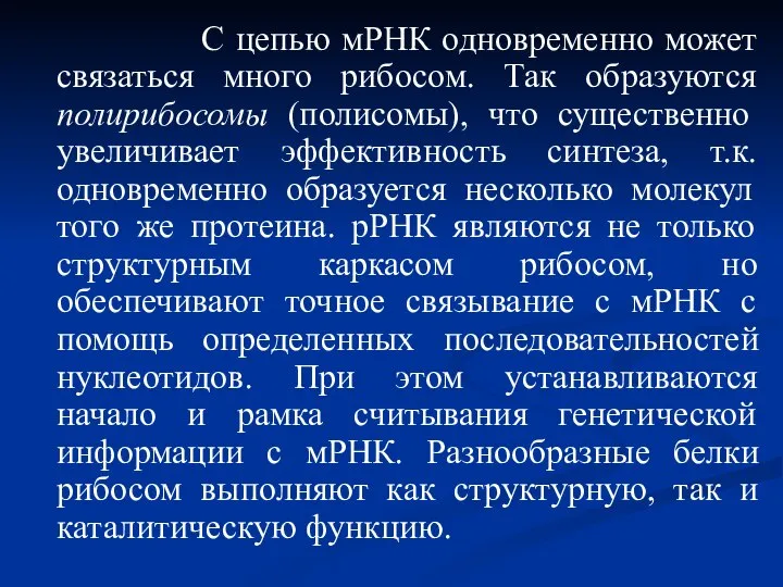 С цепью мРНК одновременно может связаться много рибосом. Так образуются полирибосомы (полисомы),