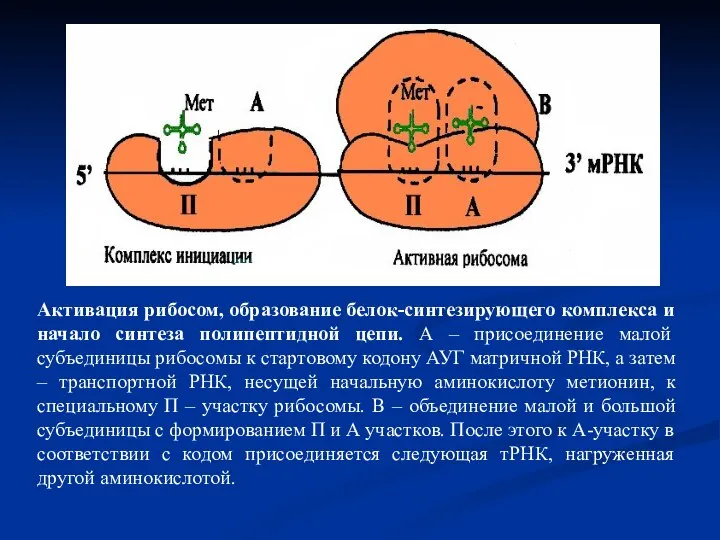 Активация рибосом, образование белок-синтезирующего комплекса и начало синтеза полипептидной цепи. А –