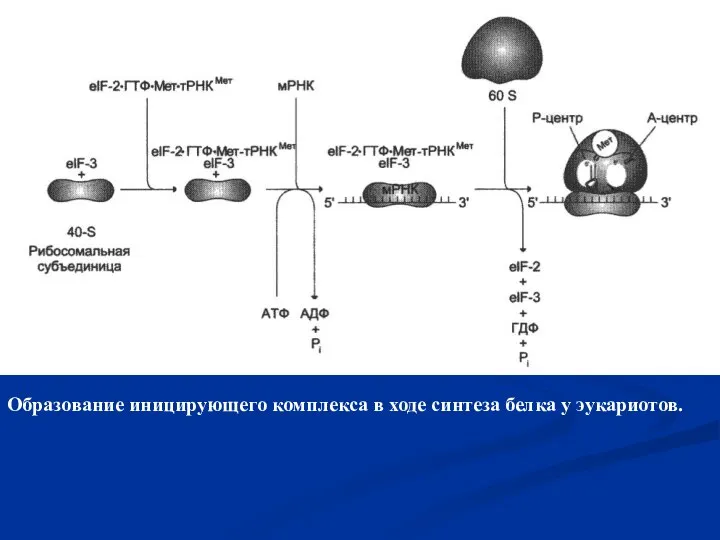 Образование иницирующего комплекса в ходе синтеза белка у эукариотов.