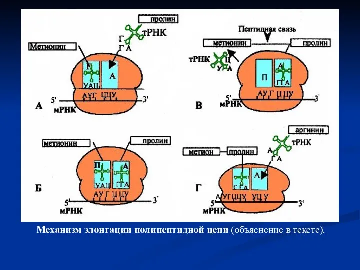 Механизм элонгации полипептидной цепи (объяснение в тексте).