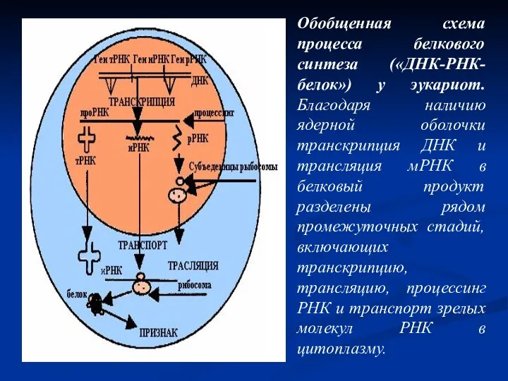 Обобщенная схема процесса белкового синтеза («ДНК-РНК-белок») у эукариот. Благодаря наличию ядерной оболочки