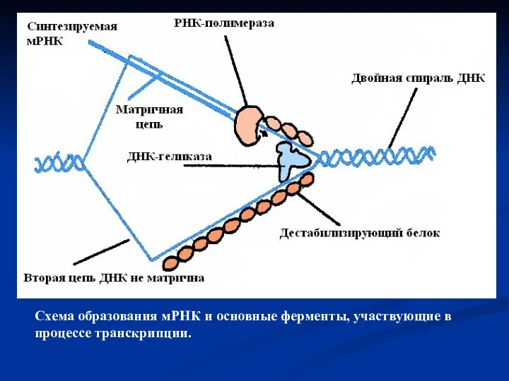 Схема образования мРНК и основные ферменты, участвующие в процессе транскрипции.